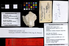 Foto (Objekt + Etiketten) von Eopaguropsis grandis (Fraaije et al., 2019) 